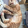 Nala a rejoint le concours — aidez-le/la à gagner de superbes lots ! cat, orange_cat, white_cat, tabby, pet, animal, feline, lying_down, lounging, pink_paw_pads, whiskers, ears, tail, fur, indoor, chair, furniture, water_bottle, tiled_floor, portrait