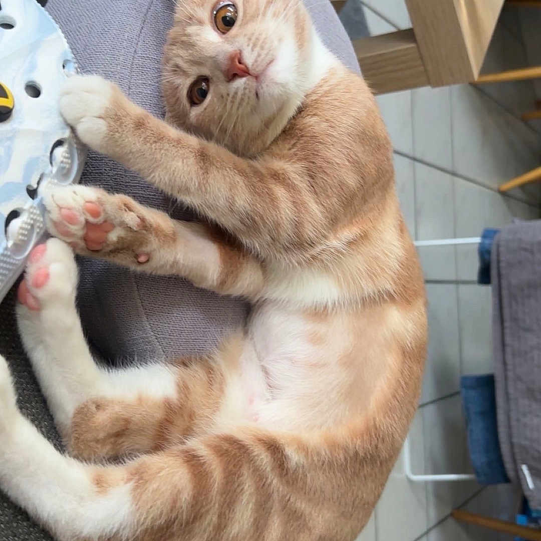 Nala