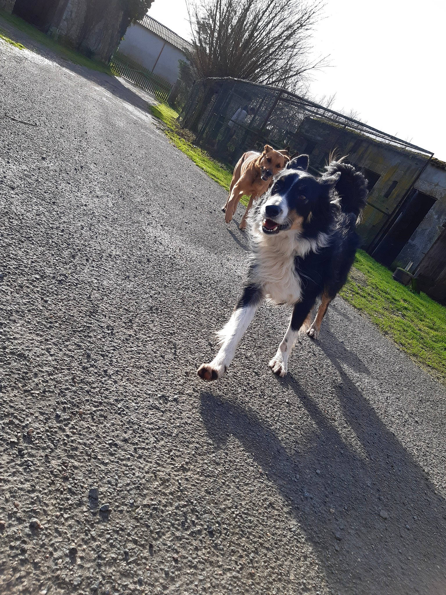 Micky participe au concours pour gagner de l'argent avec cette photo : asphalt, australian_shepherd, border_collie, canidae, carnivore, companion_dog, dog, dog_breed, dog_walking, english_shepherd, herding_dog, miniature_australian_shepherd, road, sporting_group, tail, walking, working_dog