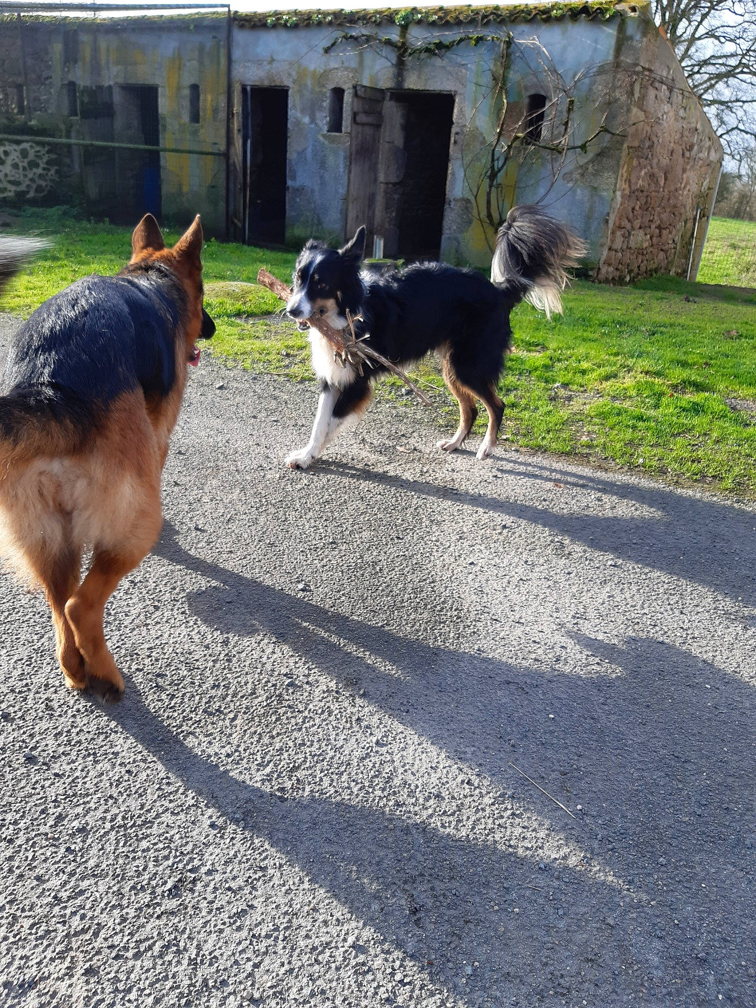 Micky a rejoint le concours — aidez-le/la à gagner de superbes lots ! bohemian_shepherd, canidae, carnivore, dog, dog_breed, dog_walking, herding_dog, mammal, sporting_group, tail, vertebrate, working_dog
