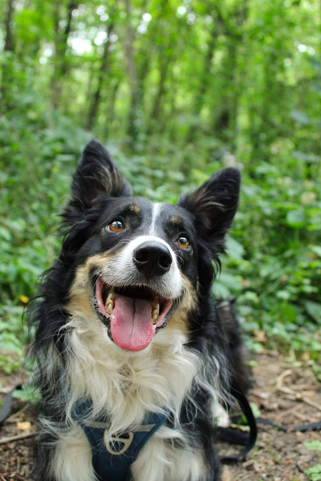 Micky a rejoint le concours — aidez-le/la à gagner de superbes lots ! australian_collie, australian_shepherd, border_collie, canidae, carnivore, collie, dog, dog_breed, english_shepherd, grass, herding_dog, mammal, mcnab, rare_breed_dog, russo_european_laika, snout, sporting_group, vertebrate, welsh_sheepdog, working_dog