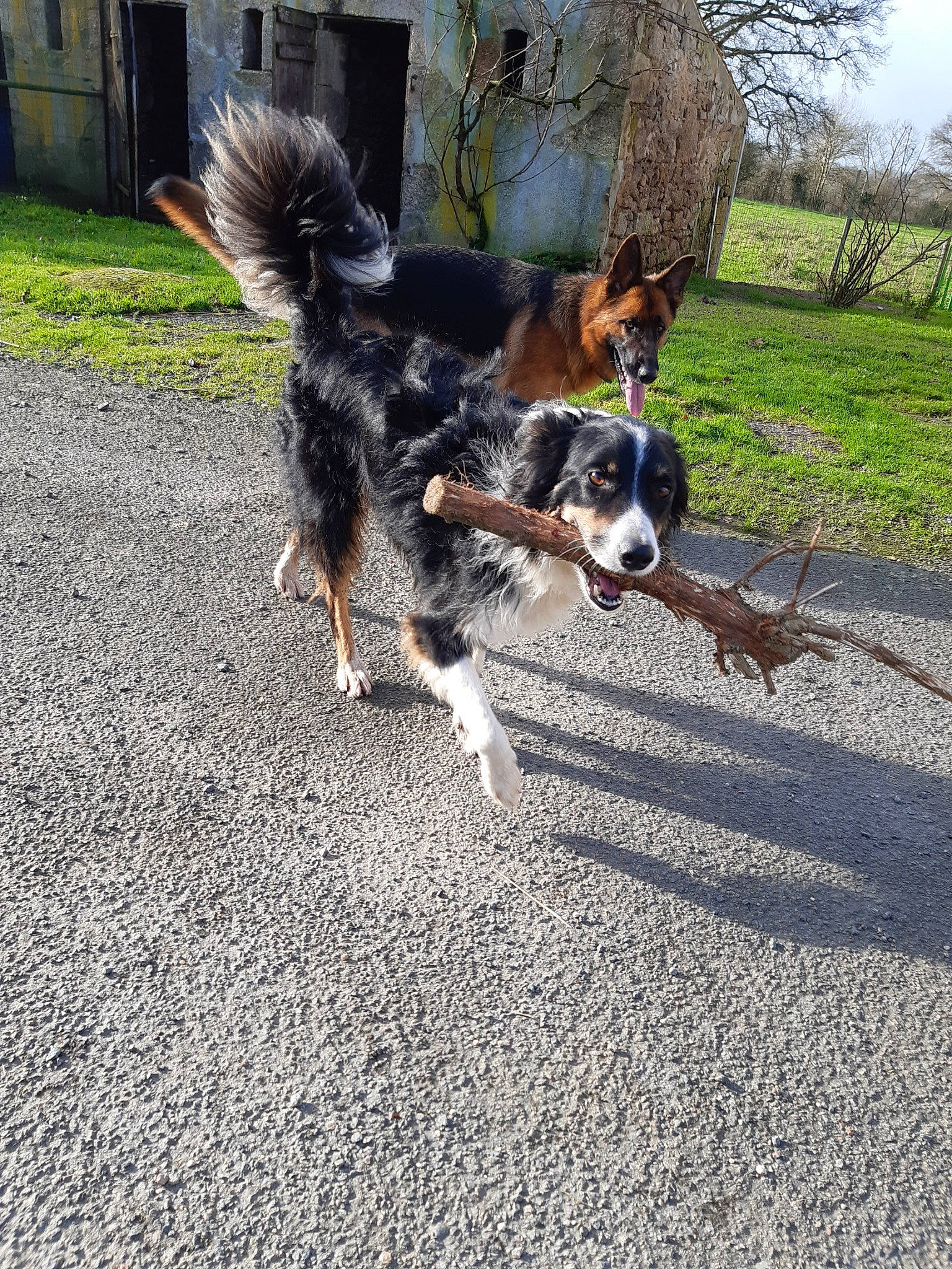 Micky a rejoint le concours — aidez-le/la à gagner de superbes lots ! australian_shepherd, bernese_mountain_dog, border_collie, canidae, carnivore, cavalier_king_charles_spaniel, companion_dog, dog, dog_breed, english_shepherd, fawn, herding_dog, mammal, small_greek_domestic_dog, sporting_group, tail, vertebrate, working_dog