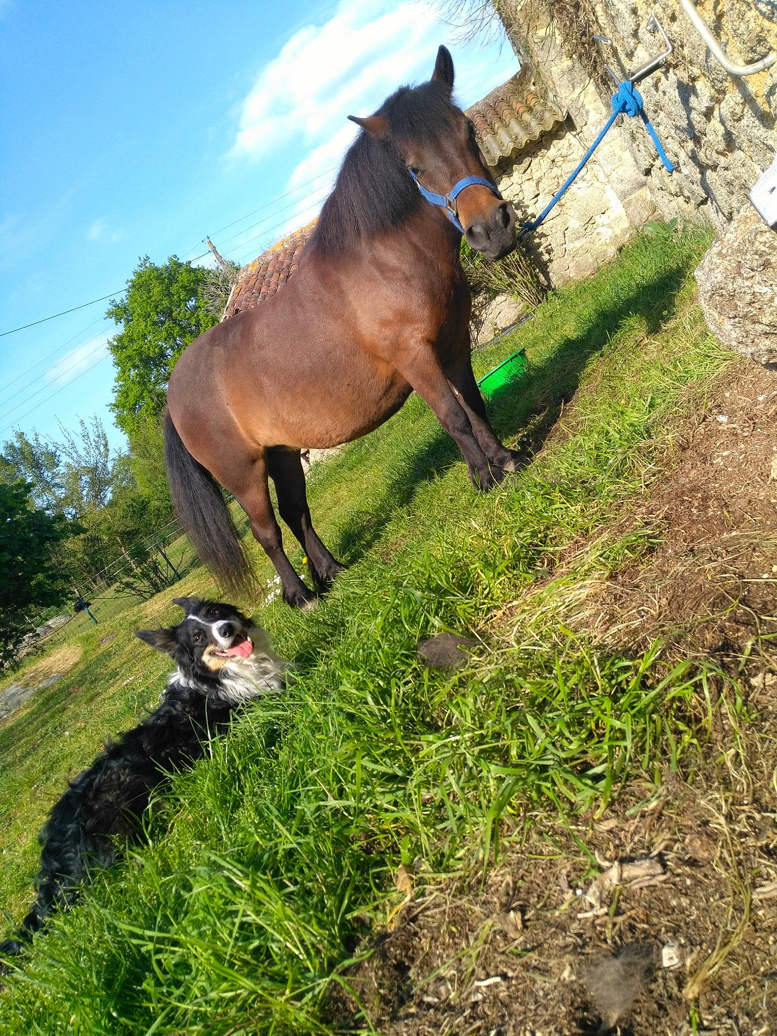 Vanille participe au concours pour gagner de l'argent avec cette photo : american_pit_bull_terrier, american_staffordshire_terrier, canidae, carnivore, dog, dog_breed, grass, guard_dog, horse, hunting_dog, jumping, mammal, pasture, sporting_group