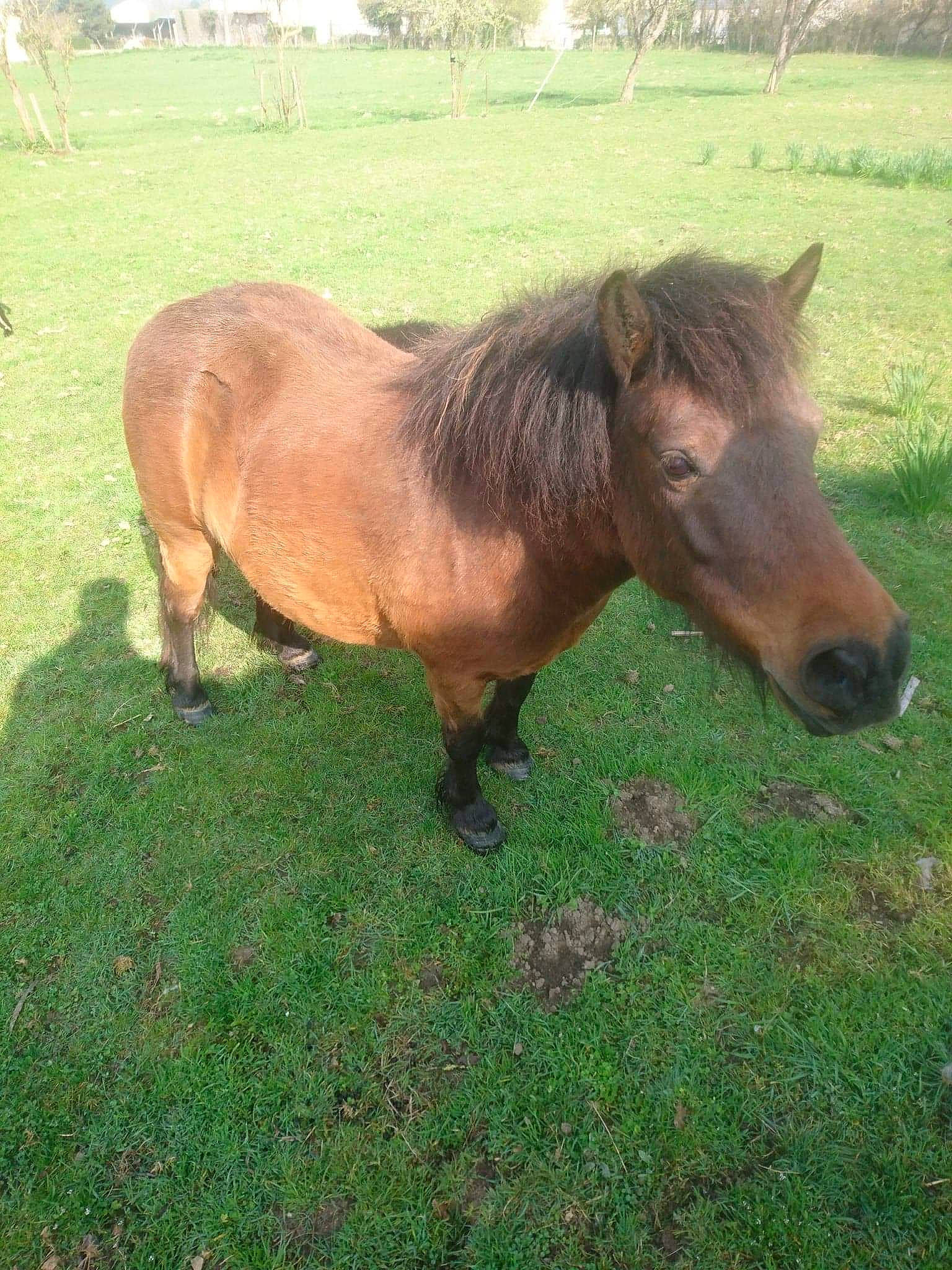 Vanille participe au concours pour gagner de l'argent avec cette photo : colt, farm, foal, grass, horse, liver, livestock, mammal, mane, mare, mustang_horse, pack_animal, pasture, pony, shetland_pony, sorrel, stallion, vertebrate