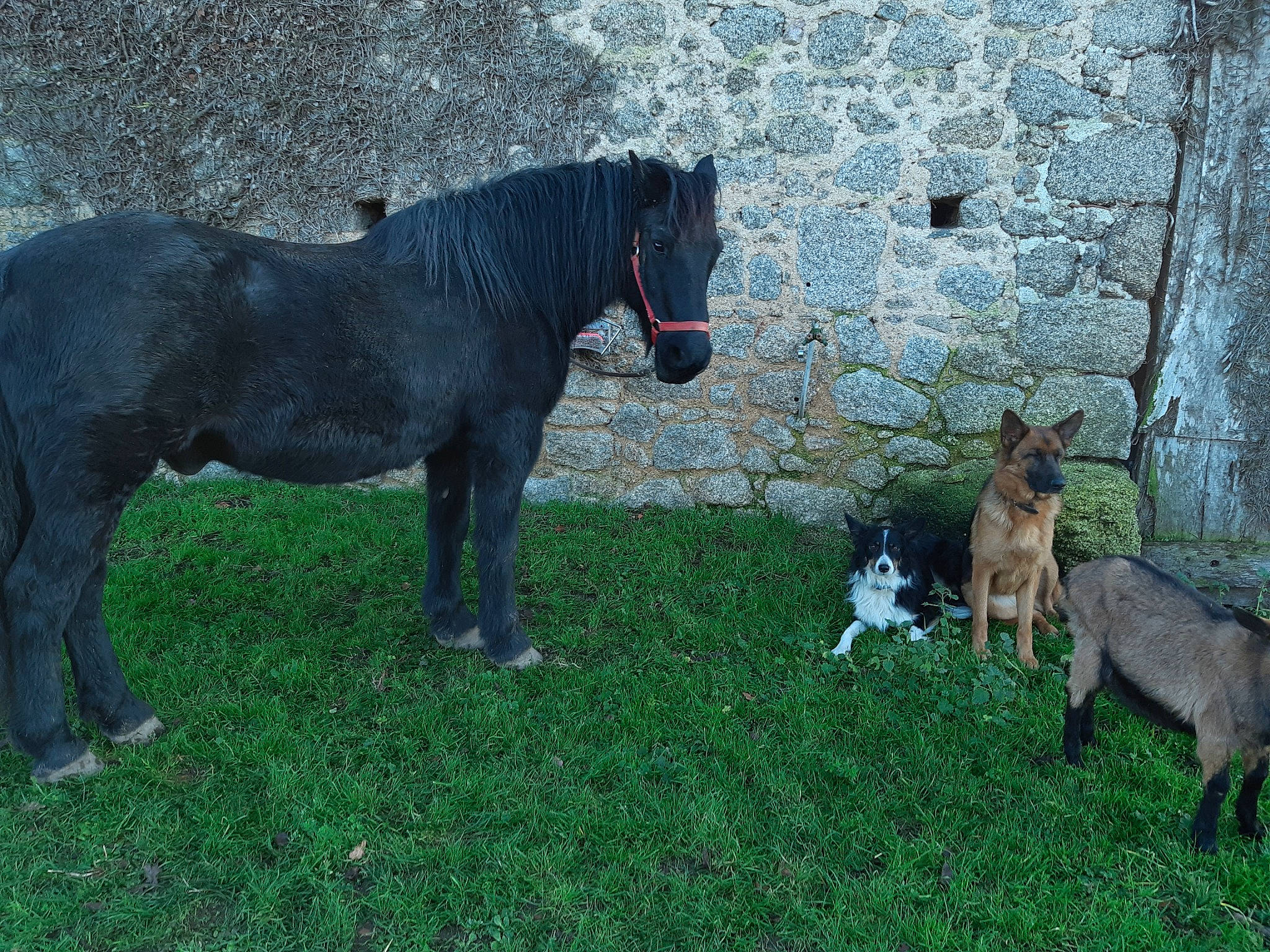 Kiwi participe au concours pour gagner de l'argent avec cette photo : colt, foal, grazing, horse, livestock, mammal, mane, mare, pack_animal, pasture, pony, shetland_pony, snout, stallion, vertebrate