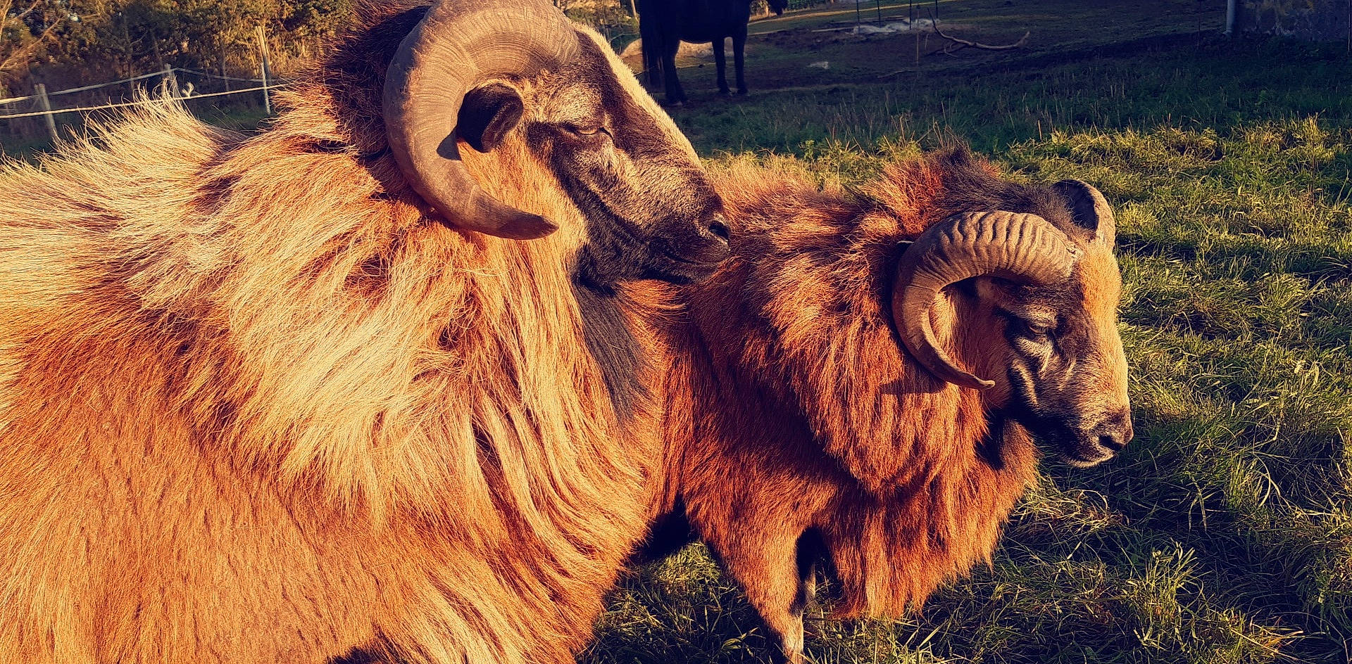 Tao Et Tobi a rejoint le concours — aidez-le/la à gagner de superbes lots ! argali, barbary_sheep, bovine, cow_goat_family, goats, herd, herding, horn, livestock, mammal, mountain, sheep, sky, wildlife
