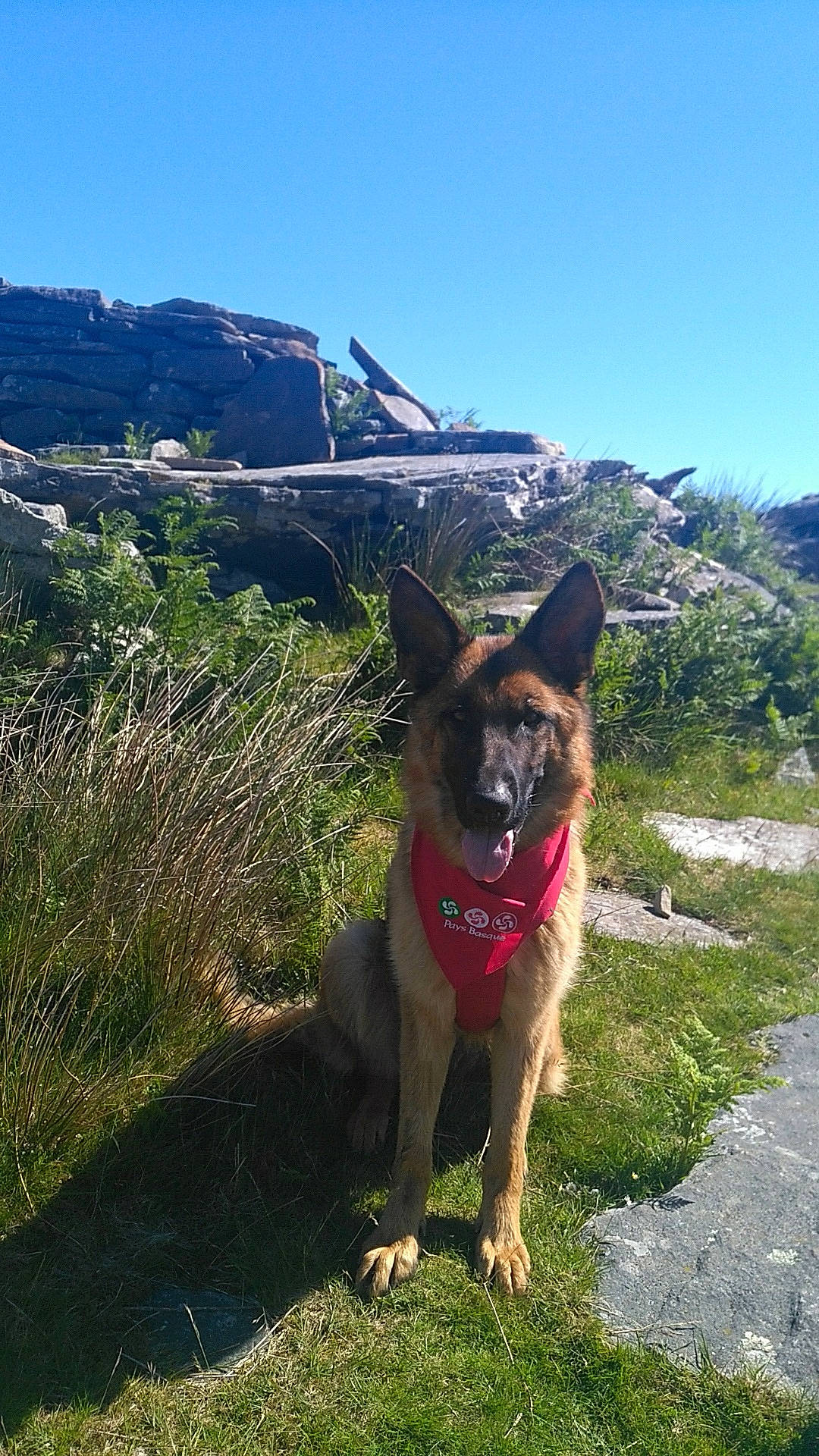 Sheba a rejoint le concours — aidez-le/la à gagner de superbes lots ! belgian_shepherd, belgian_shepherd_malinois, canidae, carnivore, dog, dog_breed, east_european_shepherd, fawn, german_shepherd_dog, herding_dog, king_shepherd, kunming_wolfdog, mammal, old_german_shepherd_dog, shiloh_shepherd_dog, vertebrate, working_dog