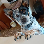 Scarlett is registered to the contest to win money with this photo: dog, pet, animal, curious, claws, ears, fur, indoor, kitchen, counter, brown, white, black, looking_up, close_up, domestic, floor, cabinet, water_bottle, tile_floor
