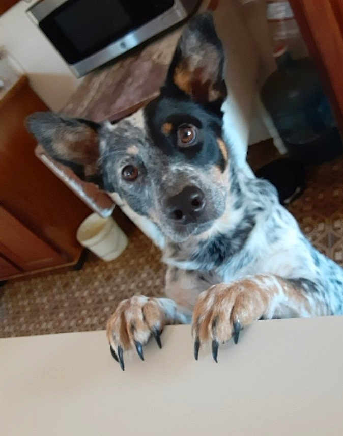 Scarlett is registered to the contest to win money with this photo: dog, pet, animal, curious, claws, ears, fur, indoor, kitchen, counter, brown, white, black, looking_up, close_up, domestic, floor, cabinet, water_bottle, tile_floor