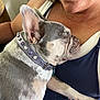 arm, bond, closeup, clothing, collar, comfort, dog, ear, face, fur, indoor, love, nap, person, pet, relaxation, resting, skin, sleeping, smile