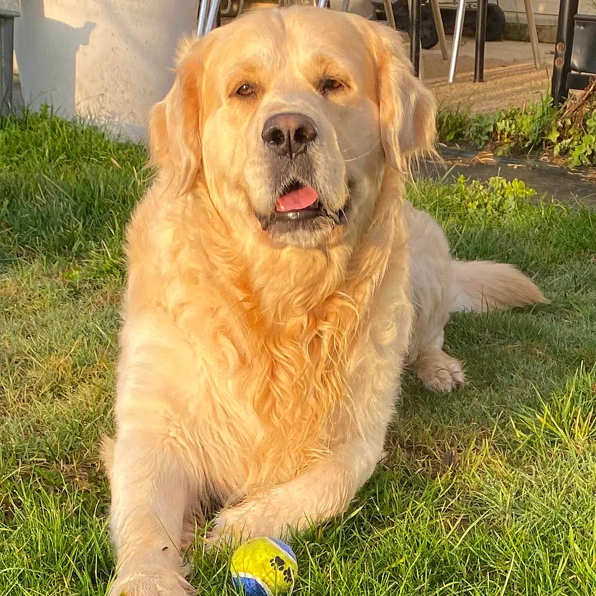 Snoop participe au concours pour gagner de l'argent avec cette photo : animal, backyard, ball, canine, chair, daytime, dog, fur, golden_retriever, grass, lawn, nature, outdoor, pet, plant_pot, playful, relaxed, summer, sunlight, tongue