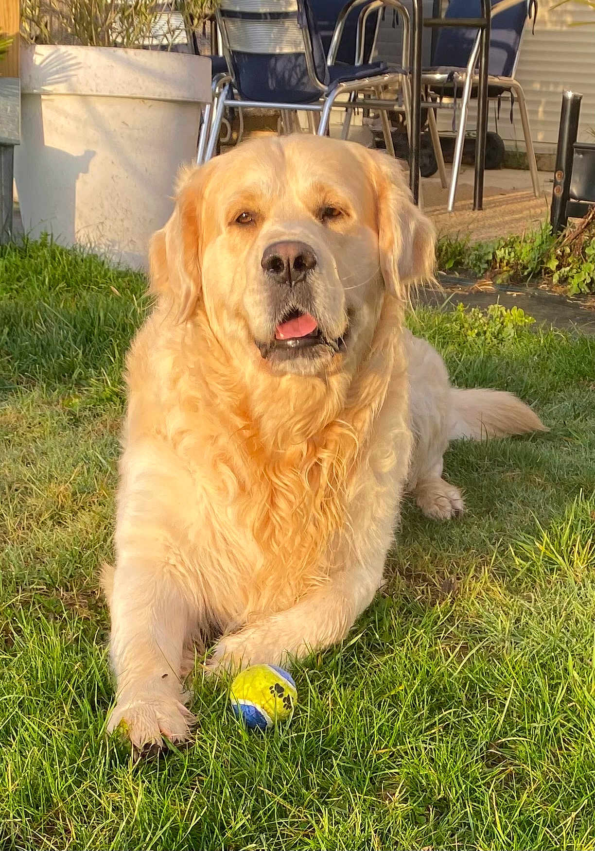 Snoop participe au concours pour gagner de l'argent avec cette photo : dog, golden_retriever, grass, ball, outdoor, sunlight, pet, playful, animal, lawn, relaxed, backyard, chair, plant_pot, summer, canine, fur, tongue, nature, daytime