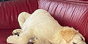 Snoop participe au concours pour gagner de l'argent avec cette photo : dog, puppy, sleeping, couch, red_leather, indoor, pet, fur, resting, cozy, animal, canine, relaxation, cute, home, comfort, young_dog, laying_down, domestic_animal, fluffy