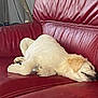 dog, puppy, sleeping, couch, red_leather, indoor, pet, fur, resting, cozy, animal, canine, relaxation, cute, home, comfort, young_dog, laying_down, domestic_animal, fluffy