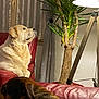 Snoop participe au concours pour gagner de l'argent avec cette photo : dog, dogs, indoor, living_room, red_leather_sofa, red_leather_chair, plant, floor_lamp, curtains, window, pet, relaxing, furniture, brown_dog, light_dog, cozy, domestic, companion, animal, mammal