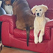 Snoop participe au concours pour gagner de l'argent avec cette photo : dog, brown_dog, cream_dog, red_couch, indoor, pet, canine, fur, paw, window, floor, tile, relaxed, seated, side_view, looking_out, calm, companion, animal, domestic