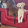 dog, brown_dog, cream_dog, red_couch, indoor, pet, canine, fur, paw, window, floor, tile, relaxed, seated, side_view, looking_out, calm, companion, animal, domestic
