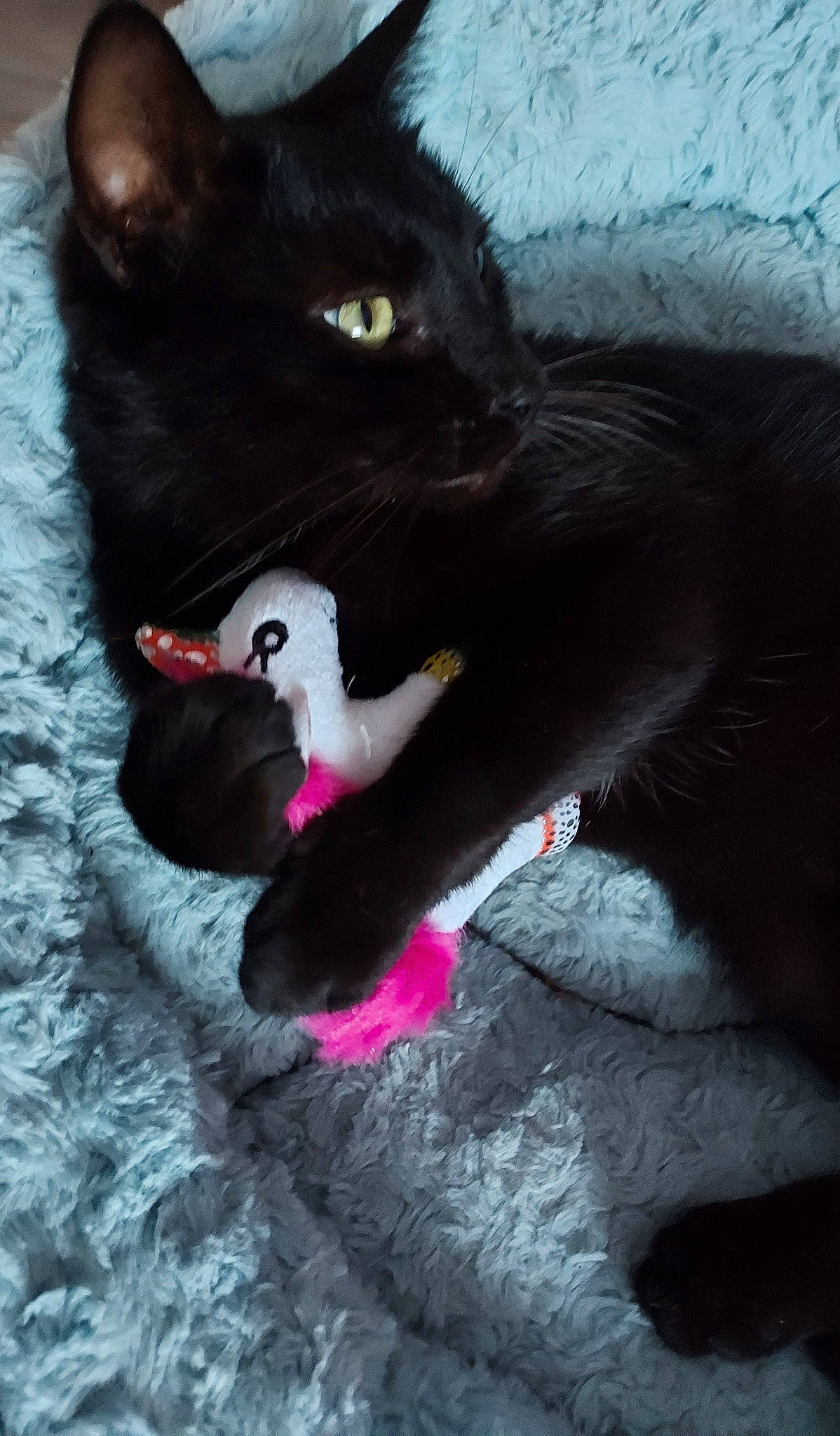 Trésor a rejoint le concours — aidez-le/la à gagner de superbes lots ! black_cat, bombay, carmine, carnivore, cat, cat_supply, claw, comfort, dog_breed, domestic_short_haired_cat, fang, felidae, fur, gesture, grey, paw, small_to_medium_sized_cats, snout, tail, whiskers