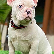 Saint joined the competition — help win amazing prizes! dog, puppy, french_bulldog, white_dog, blue_eyes, sitting, grass, collar, pet, animal, cute, outdoor, greenery, ears, snout, fur, portrait, young, companion, pet_accessory