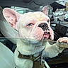 Saint is registered to the contest to win money with this photo: animal, car, car_interior, close_up, collar, cute, daytime, dog, french_bulldog, grumpy_face, leash, outdoor, paw, pet, portrait, road_trip, seat, vehicle, white_dog, window