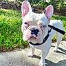 Saint is registered to the contest to win money with this photo: dog, french_bulldog, white_dog, blue_eyes, pet, leash, outdoor, sidewalk, grass, sunny, daylight, canine, animal, face, ears, paw, nature, tree, shadow, portrait