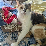 Autumn joined the competition — help win amazing prizes! animal, bedspread, calico_cat, cat, close_up, cozy, curious, domestic, fabric, feline, fur, indoor, pattern, paw, pet, quilt, relaxed, resting, towel, whiskers