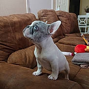 Cardi joined the competition — help win amazing prizes! animal, brown_couch, cozy, curious, cute, dog, ears, face, french_bulldog, fur, furniture, home, indoor, living_room, looking_up, pet, puppy, small_dog, toy, white_dog