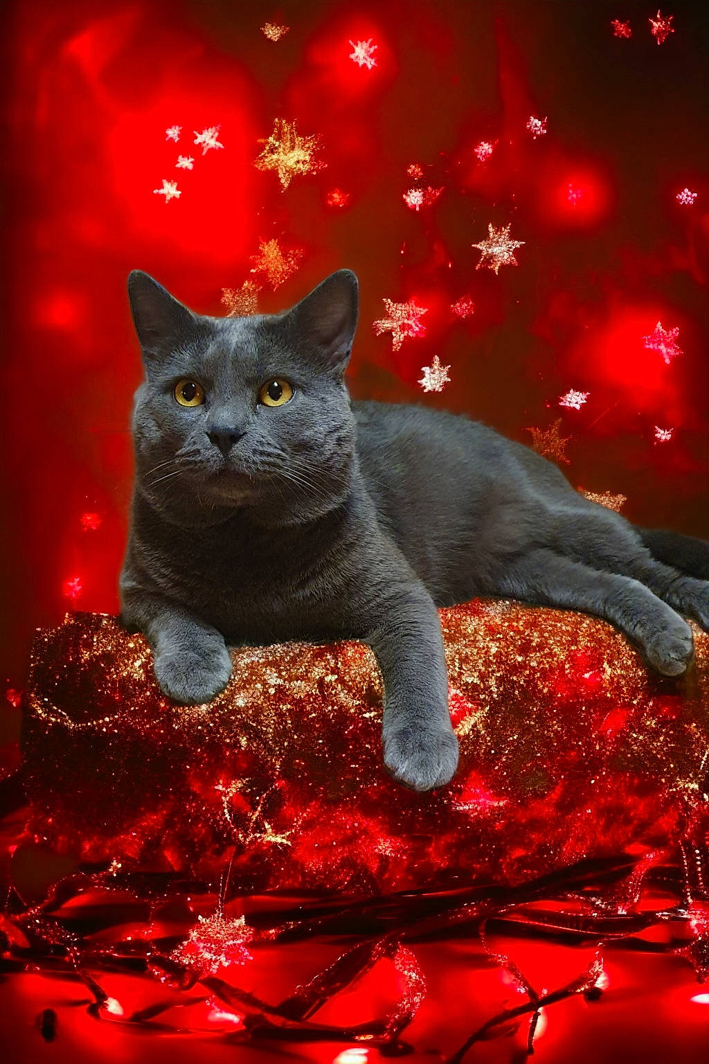 Régliss participe au concours pour gagner de l'argent avec cette photo : art, carnivore, cat, darkness, domestic_short_haired_cat, event, felidae, fur, light, lighting, mammal, organism, plant, red, small_to_medium_sized_cats, snout, tail, tree, whiskers, window