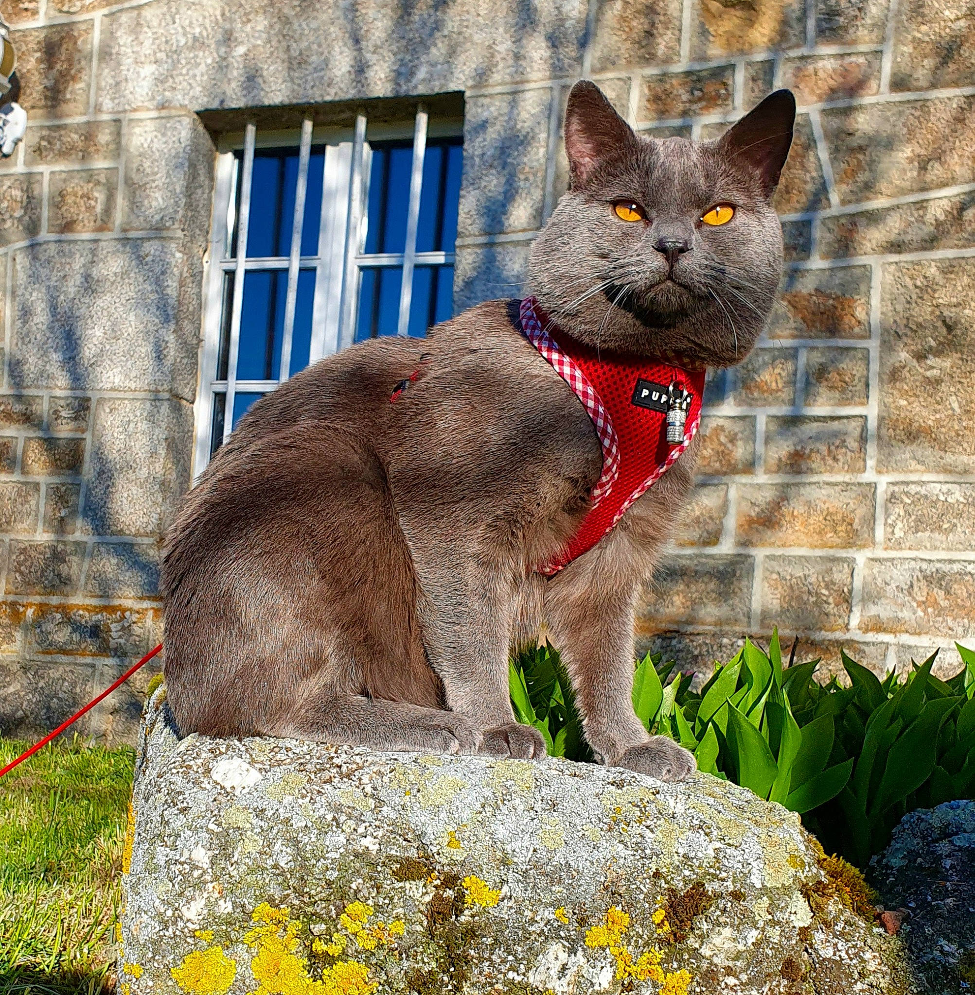 Régliss participe au concours pour gagner de l'argent avec cette photo : building, carnivore, cat, cobblestone, domestic_short_haired_cat, fawn, felidae, fur, grass, lynx, plant, russian_blue, sitting, small_to_medium_sized_cats, snout, tail, terrestrial_animal, whiskers, wildlife, window