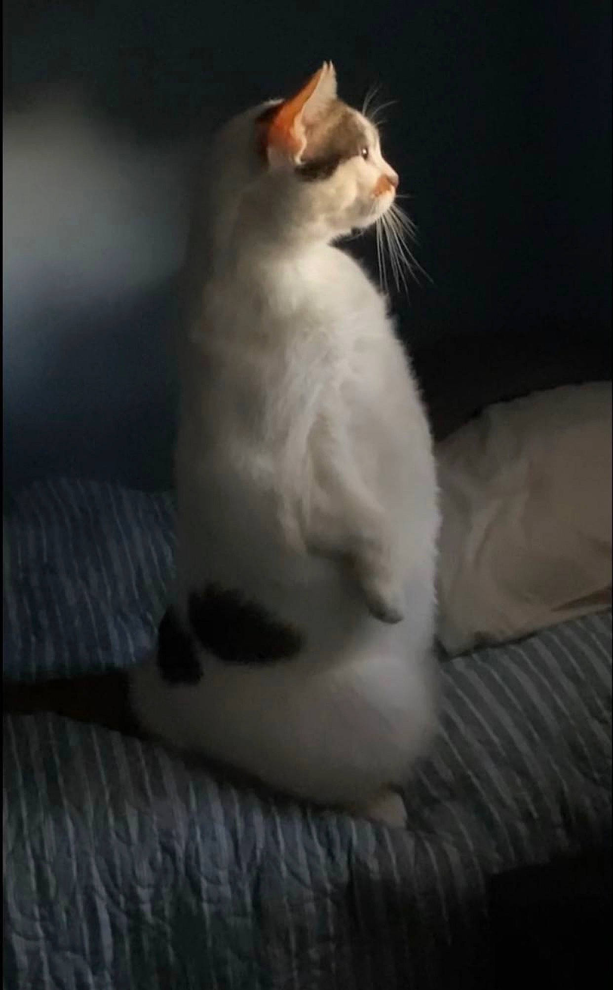 Nelly is registered to the contest to win money with this photo: carnivore, cat, comfort, darkness, domestic_short_haired_cat, felidae, fur, paw, small_to_medium_sized_cats, snout, tail, terrestrial_animal, whiskers, window