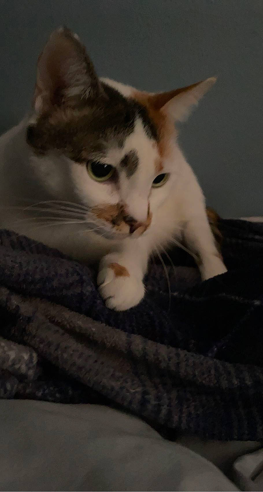 Nelly is registered to the contest to win money with this photo: carnivore, cat, claw, comfort, domestic_short_haired_cat, ear, felidae, fur, paw, sitting, small_to_medium_sized_cats, snout, tail, whiskers