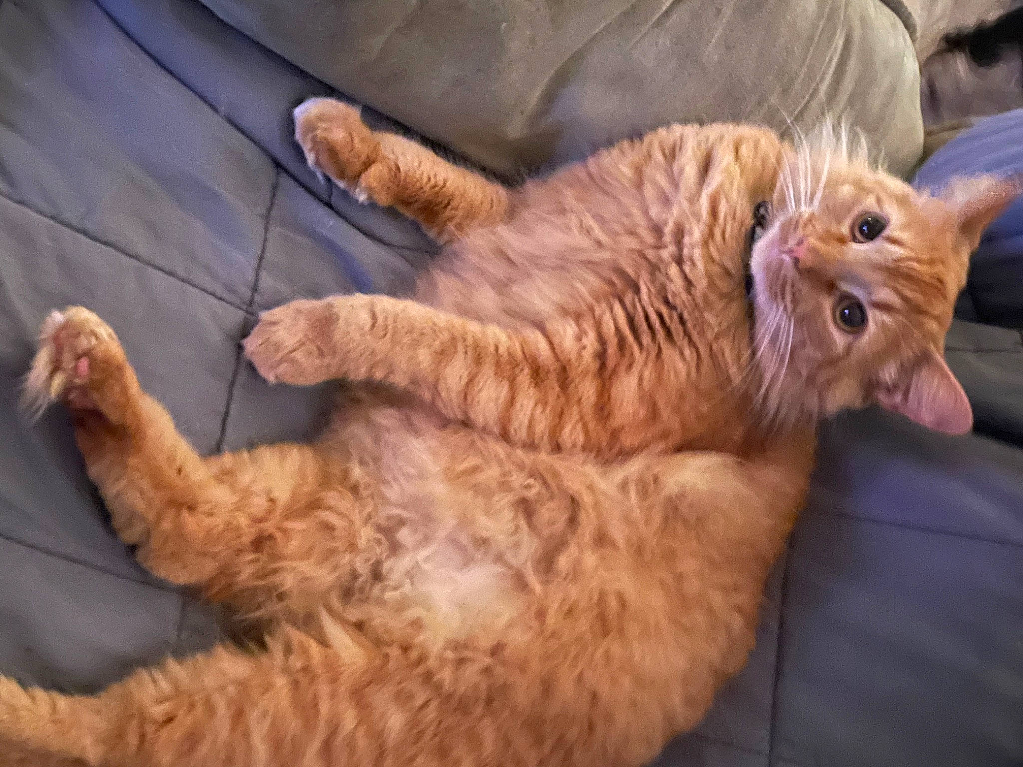 Kingston joined the competition — help win amazing prizes! carnivore, cat, claw, comfort, domestic_short_haired_cat, fawn, felidae, fur, gesture, paw, small_to_medium_sized_cats, snout, tail, terrestrial_animal, whiskers