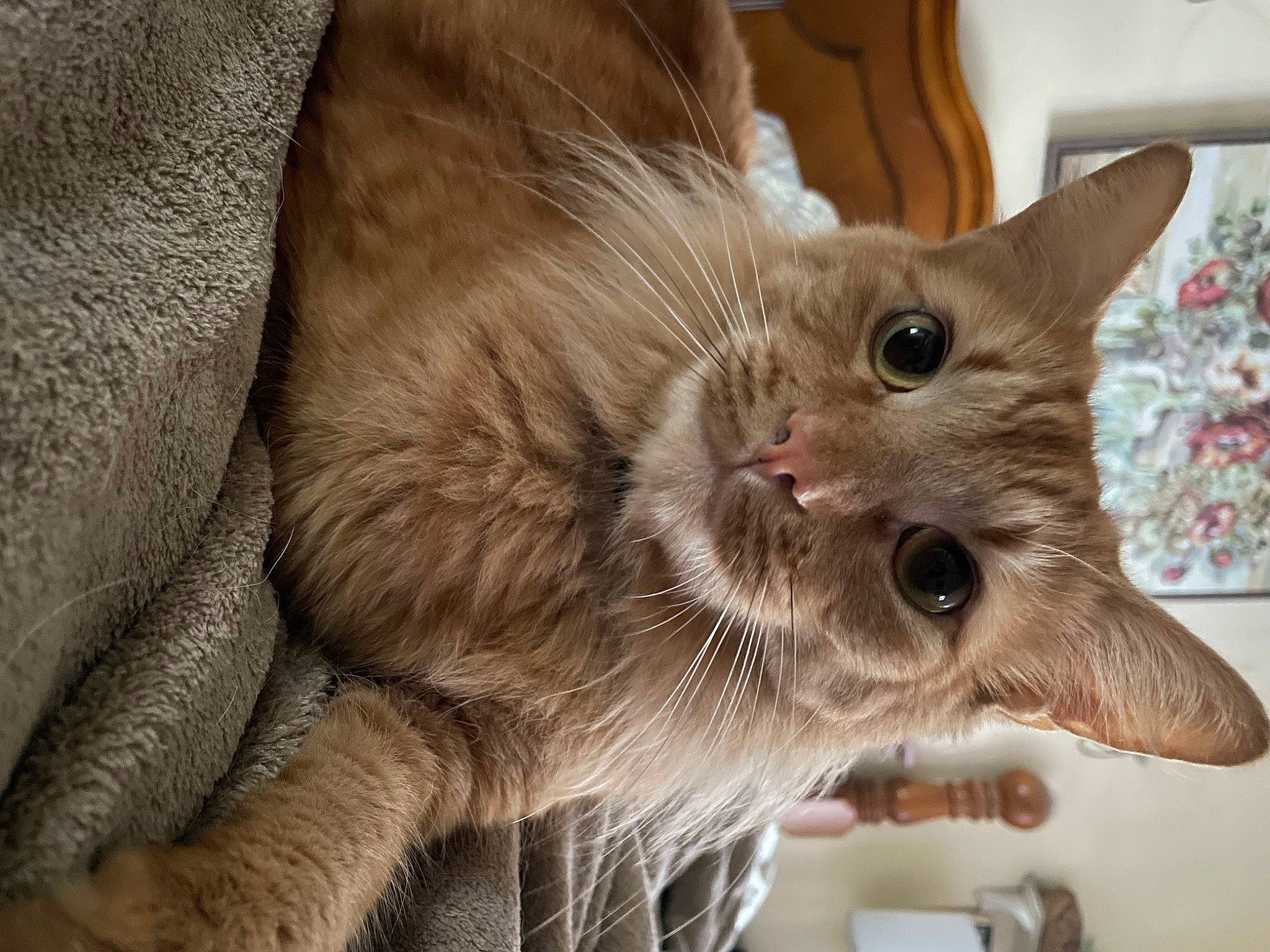 Kingston is registered to the contest to win money with this photo: carnivore, cat, cat_supply, claw, domestic_short_haired_cat, ear, fawn, felidae, fur, paw, small_to_medium_sized_cats, snout, tail, whiskers