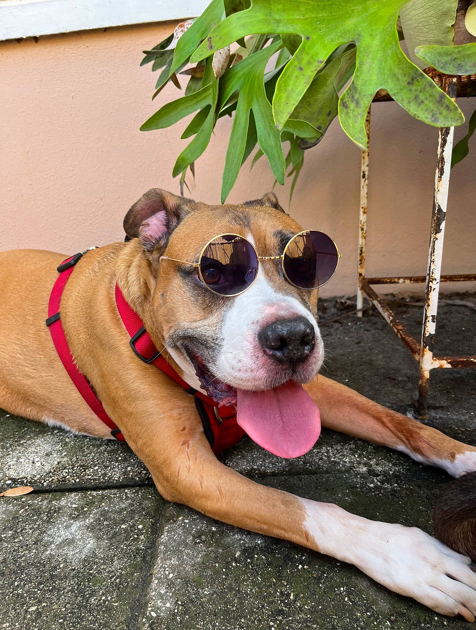 Rocky joined the competition — help win amazing prizes! art, ball, canidae, carnivore, collar, companion_dog, dog, dog_breed, dog_collar, dog_supply, eyewear, fawn, paw, pet_supply, plant, snout, sporting_group, whiskers, working_animal, working_dog