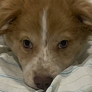 Ace is registered to the contest to win money with this photo: adorable, animal, blanket, brown, close_up, cozy, cute, dog, expression, face, fur, indoors, lying_down, pet, puppy, resting, soft, striped, white, young