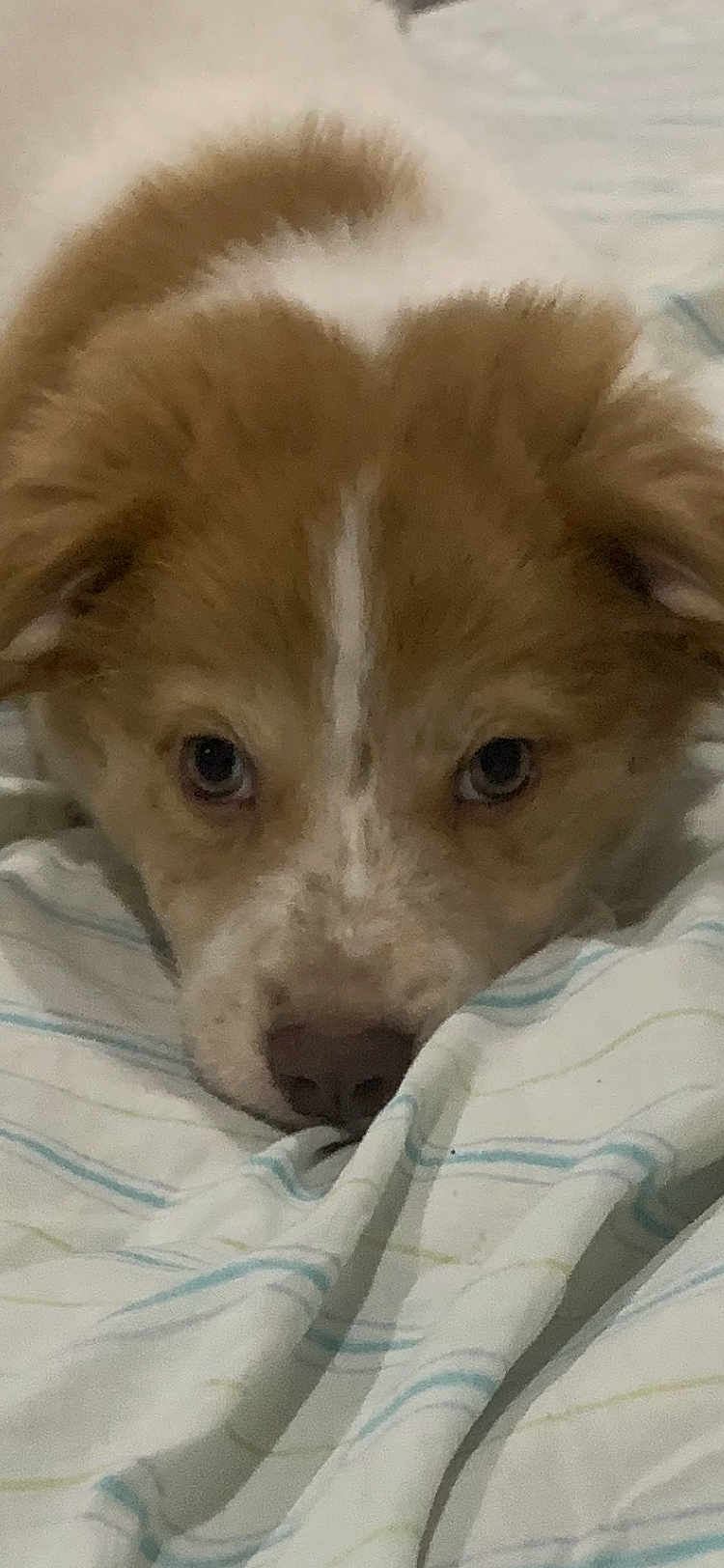 Ace is registered to the contest to win money with this photo: adorable, animal, blanket, brown, close_up, cozy, cute, dog, expression, face, fur, indoors, lying_down, pet, puppy, resting, soft, striped, white, young