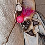 kitten, cat, siamese, toy, pink_ball, feathers, couch, blanket, cozy, indoor, pet, playful, fur, whiskers, paw, relaxing, curious, soft, animal, domestic