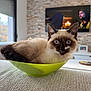Aby participe au concours pour gagner de l'argent avec cette photo : cat, siamese_cat, blue_eyes, bowl, couch, living_room, cozy, indoor, furniture, stone_wall, television, decor, curious, pet, animal, close_up, comfort, relaxed, domestic, cute