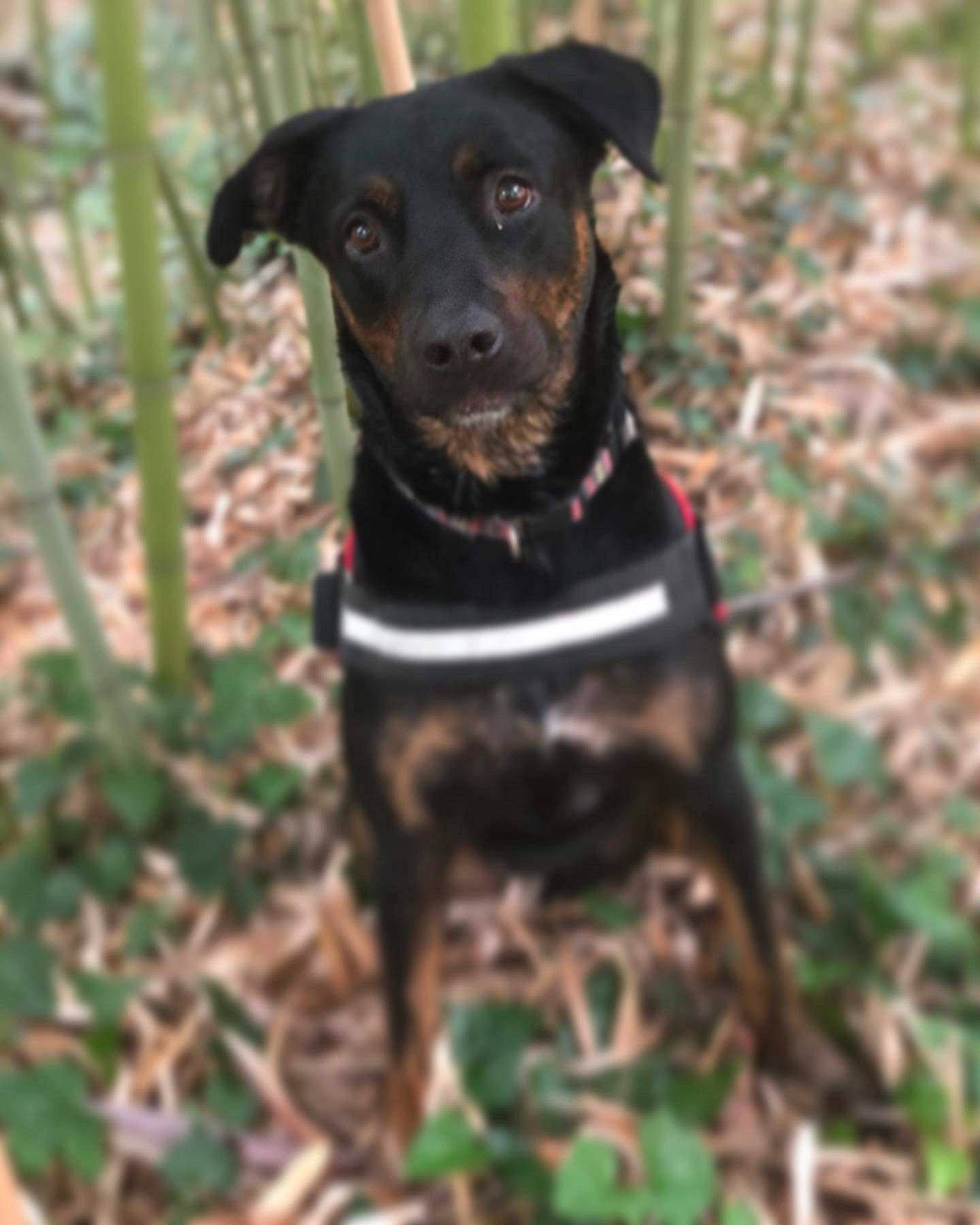 Mayla a rejoint le concours — aidez-le/la à gagner de superbes lots ! black_and_tan_terrier, canidae, carlin_pinscher, carnivore, companion_dog, dog, dog_breed, feist, german_pinscher, hunting_dog, jagdterrier, mammal, patterdale_terrier, plant, rare_breed_dog, snout, sporting_group, terrier, vertebrate, working_dog