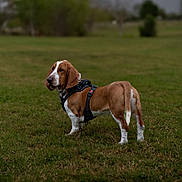 Bourbon joined the competition — help win amazing prizes! basset_hound, dog, canine, pet, grass, field, outdoor, animal, brown, white, harness, ears, long_ears, standing, muzzle, tail, nature, domestic_animal, portrait, daylight