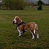 basset_hound, dog, canine, pet, grass, field, outdoor, animal, brown, white, harness, ears, long_ears, standing, muzzle, tail, nature, domestic_animal, portrait, daylight
