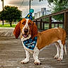 Bourbon is registered to the contest to win money with this photo: dog, basset_hound, birthday_hat, birthday_boy_bandana, party, outdoor, wooden_deck, greenery, tree, fence, happy, pet, canine, celebration, animal, ears, tongue, leash_free, daylight, smiling