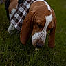 Bourbon is registered to the contest to win money with this photo: dog, basset_hound, brown, white, bandana, checkered, grass, outdoor, pet, canine, sniffing, ears, closeup, nature, animal, muzzle, fur, walking, daylight, portrait