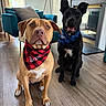 dog, pets, bandana, indoor, floor, wooden_floor, living_room, fireplace, armchair, lamp, two_dogs, brown_dog, black_dog, sitting, looking_at_camera, companion, cute, domestic_animal, home_interior, furniture