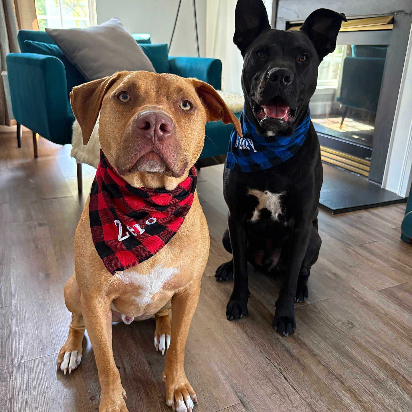 Whiskey And Zero is registered to the contest to win money with this photo: dog, pets, bandana, indoor, floor, wooden_floor, living_room, fireplace, armchair, lamp, two_dogs, brown_dog, black_dog, sitting, looking_at_camera, companion, cute, domestic_animal, home_interior, furniture