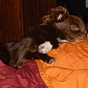 Jakson participe au concours pour gagner de l'argent avec cette photo : dog, small_dog, lying_down, quilt, orange_quilt, red_quilt, indoor, pet, fur, ears, paw, sleepy, relaxed, brown_dog, canine, bed_cover, domestic_animal, cozy, resting, animal