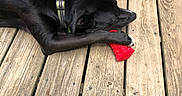 Ruby joined the competition — help win amazing prizes! animal, black_dog, casual, collar, companion, dog, flip_flop, foot, nail_polish, outdoor, paw, pet, playful, red_toy, relaxing, resting, summer, sunlight, toy, wooden_deck