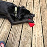 animal, black_dog, casual, collar, companion, dog, flip_flop, foot, nail_polish, outdoor, paw, pet, playful, red_toy, relaxing, resting, summer, sunlight, toy, wooden_deck
