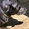 Ruby is registered to the contest to win money with this photo: animal, black_dog, canine, close_up, collar, daylight, dog, domestic_animal, fur, leisure, nature, outdoor, pet, portrait, relaxation, shadow, side_profile, sunlight, sunny, wooden_deck