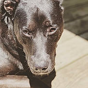 Ruby joined the competition — help win amazing prizes! animal, black_dog, canine, close_up, daylight, dog, ears, expression, fur, looking_down, muzzle, nature, nose, outdoor, pet, portrait, shadow, sunlight, texture, wood_floor